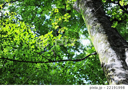 白神山地 ブナの原生林 の写真素材
