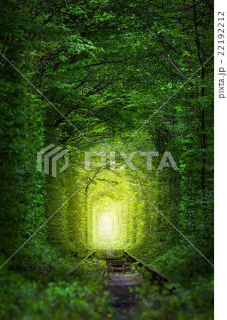 Fantastic Trees - Tunnel of Love with fairy light Fantastic Trees - Tunnel of Love with fairy light 22192212