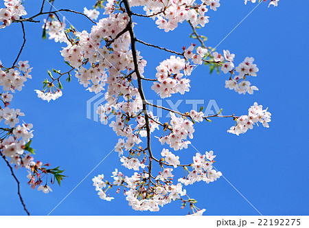 桜と青空 22192275