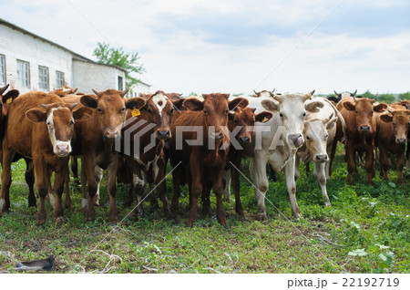 Herd of cows 22192719