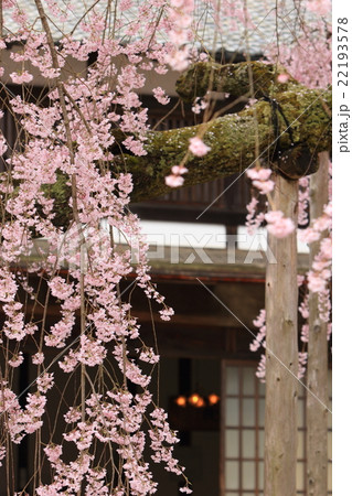 長野県飯田市 麻績の里 舞台桜 長野県飯田市 麻績の里 舞台桜 22193578