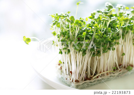 ブロッコリースプラウト 22193873