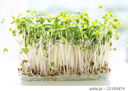 ブロッコリースプラウト 22193874