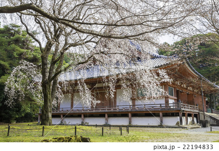 醍醐寺金堂と満開の薬師大枝垂れ桜 醍醐寺金堂と満開の薬師大枝垂れ桜 22194833