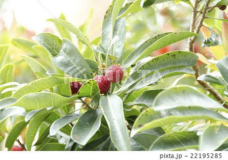 ヤマモモ 22195285