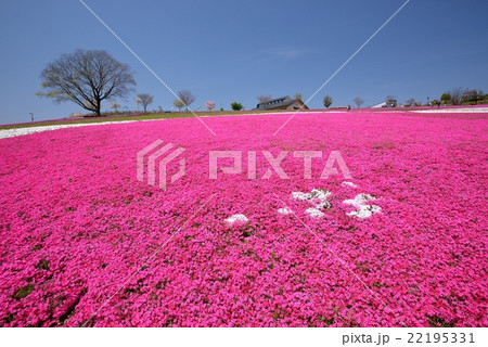 おおた八王子山公園の芝桜の写真素材