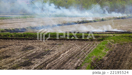 田んぼ　野焼き 22195524