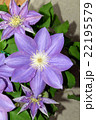 クレマチスの花が満開になった 22195579