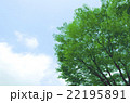 新緑 22195891