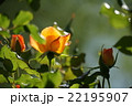 平成の森公園＠埼玉県川島町のバラ　その2 22195907