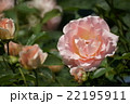 平成の森公園＠埼玉県川島町のバラ　その6 22195911