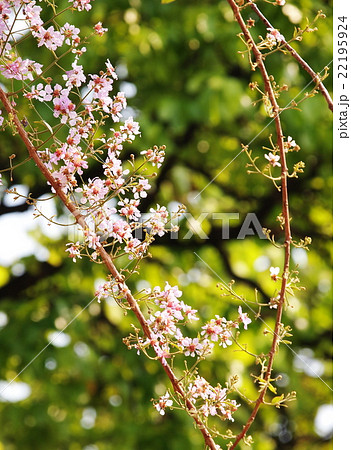 Inthanin, Queen's flower, Pride of India in nature 22195924