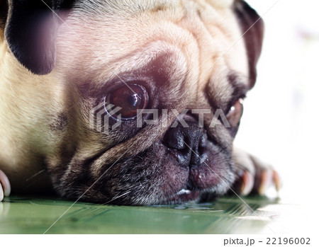 white fat cute lovely pug dog portraits country  22196002