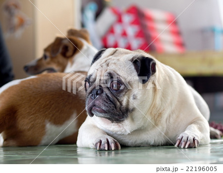 white fat cute lovely pug dog portraits country  22196005