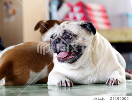white fat cute lovely pug dog portraits country  22196006