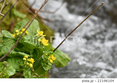 川原に咲くヤチブキの花 エゾノリュウキンカ の写真素材