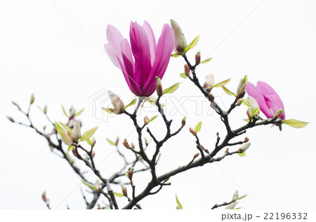 Magnolia 22196332