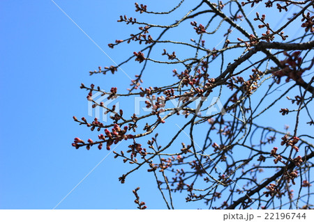 桜 つぼみ 青空 桜 つぼみ 青空 22196744