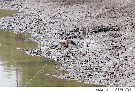 ciconiiformes bird getting eating a fish in farm ciconiiformes bird getting eating a fish in farm 22196753