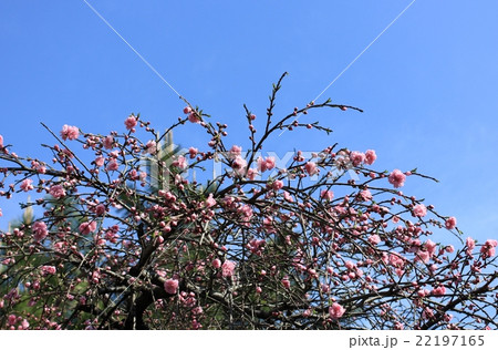 桜 咲き始め 八重桜 桜 咲き始め 八重桜 22197165