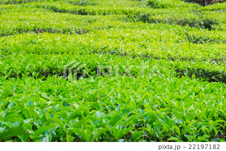 Close up of tea plantations near Cameron Valley Close up of tea plantations near Cameron Valley 22197182