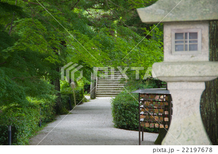 高鴨神社の青もみじ 22197678