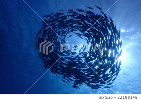 アジ玉　サイパン 22198148