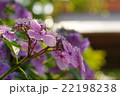 紫陽花咲く山門 22198238