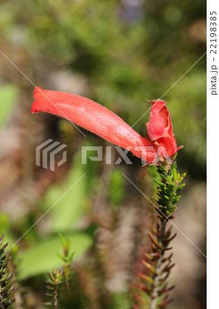 エリカバウエラ エリカバウエラ 22198385