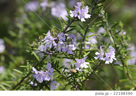 ウエストリンギア ウエストリンギア 22198390