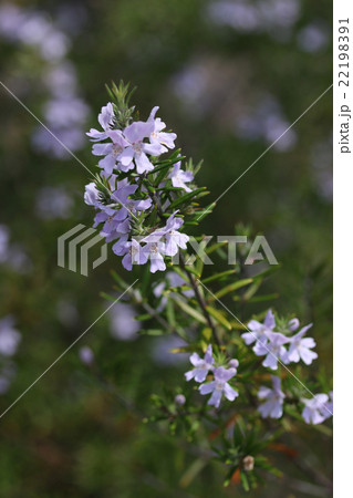 ウエストリンギア 22198391