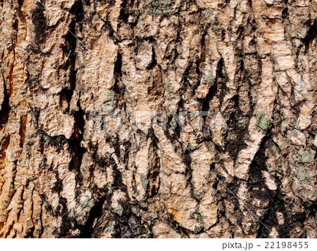 artistic rough texture surface of tropical tree  22198455