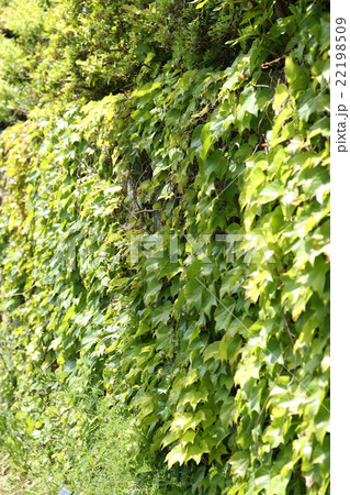 ツタによる壁面緑化 ツタによる壁面緑化 22198509