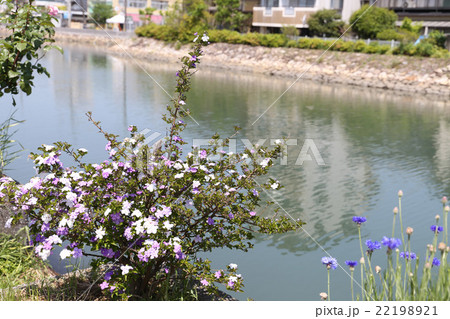 バンマツリの花の風景 バンマツリの花の風景 22198921
