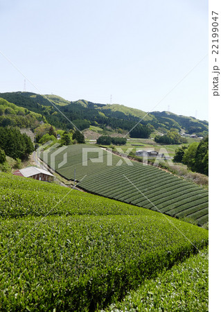 茶畑 奈良市田原地区 茶畑 奈良市田原地区 22199047