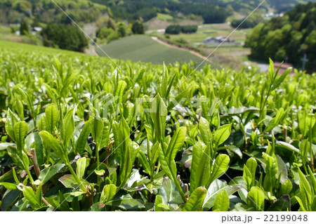 茶畑 奈良市田原地区 茶畑 奈良市田原地区 22199048