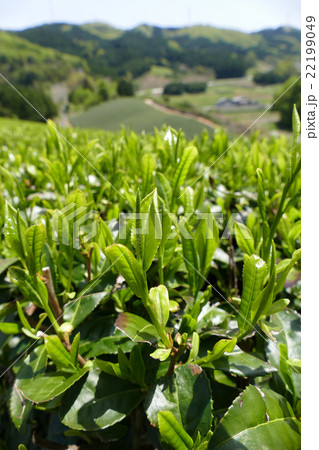 茶畑 奈良市田原地区 茶畑 奈良市田原地区 22199049