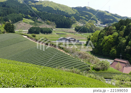 茶畑　奈良市田原地区 22199050