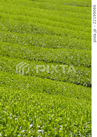 茶畑 奈良市田原地区 茶畑 奈良市田原地区 22199066