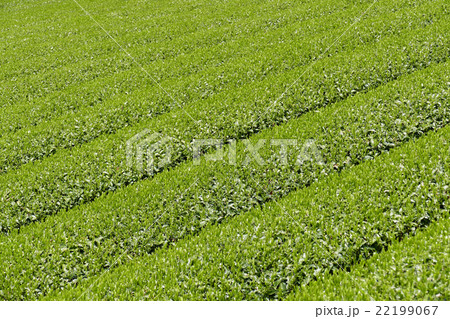 茶畑 奈良市田原地区 茶畑 奈良市田原地区 22199067
