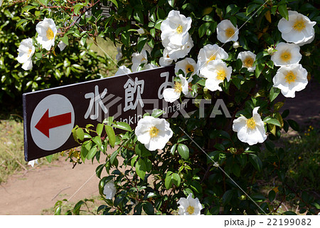 花に囲まれた案内板 22199082