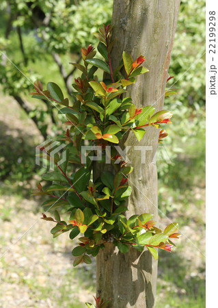 サルスベリの新芽 サルスベリの新芽 22199298