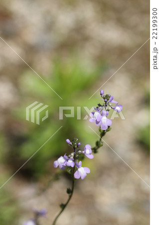 マツバウンラン 22199300