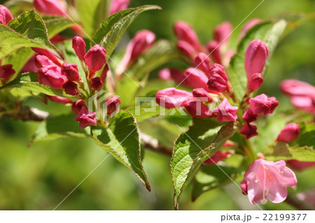 タニウツギのつぼみ 22199377