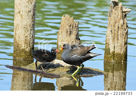 バンの親子が池でお散歩 22199735