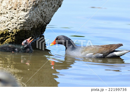 バンの親子が池でお散歩 22199736