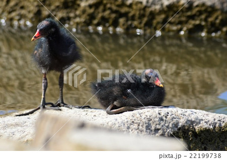 バンの親子が池でお散歩 22199738