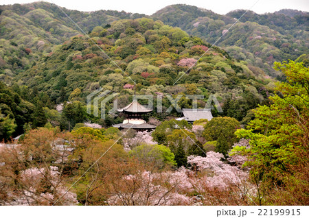 根来寺　大塔と大伝法堂 22199915