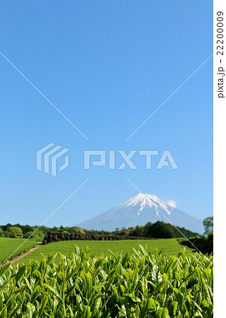 新緑の茶畑からの富士山 新緑の茶畑からの富士山 22200009