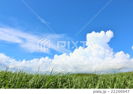 青空と白い雲とサトウキビ畑 22200047